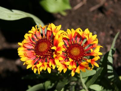 Gaillardia Aster - Blanket Flower