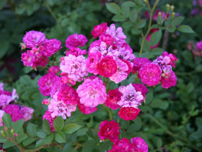 Raspberry Roses