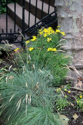 Street Garden