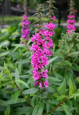 Loosestrife