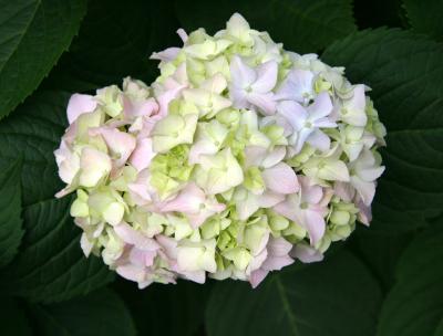 Hydrangea