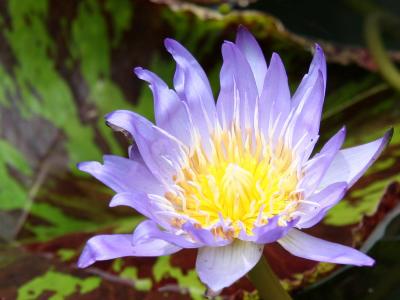 Water Lily - Early Bloom