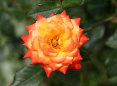Orange Honey Rose