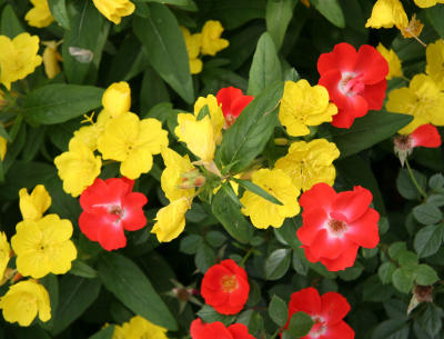 Evening Primroses & Gizmo Roses