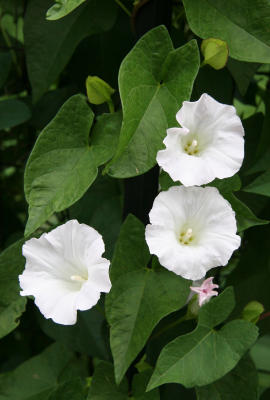 Morning Glory Blossoms