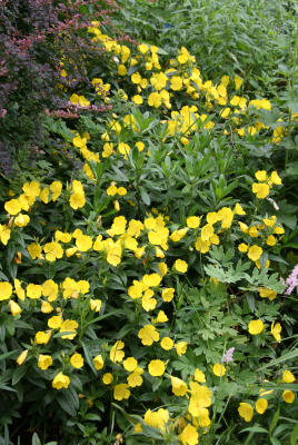 Evening Primroses