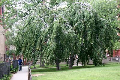 Beech Trees - NYU Silver Towers Gardens