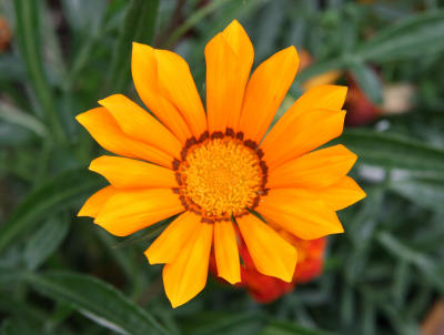 Aster in a Flower Box - Dojo Restaurant