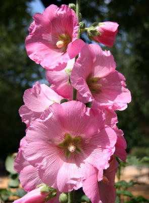 Hollyhocks