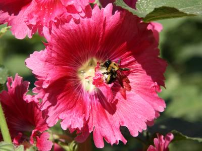 Bee in a Hollyhock Blossom