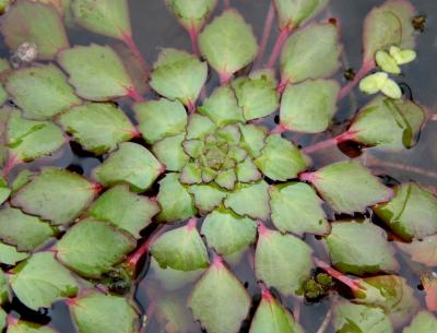 Ludwigia sedoides or Mosaic Plant
