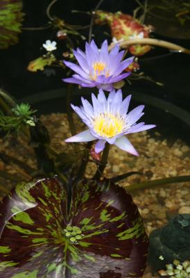 Water Lilies