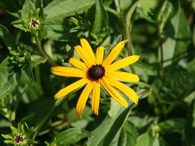 Blackeyed Susan