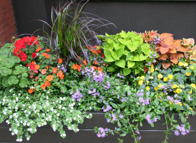 NYU Flower Box
