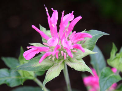 Bee Balm