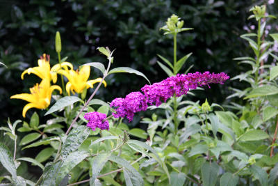 Butterfly Bush Blossoms & Yellow Lilies
