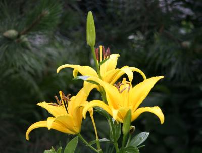 Yellow Lilies