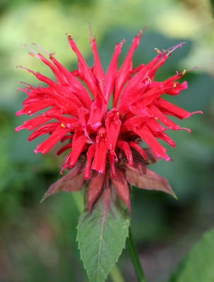 Bee Balm