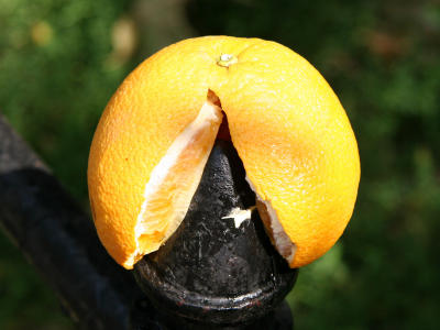 Left Orange on a Fence Post