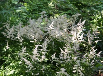 Feathers or Astilbe