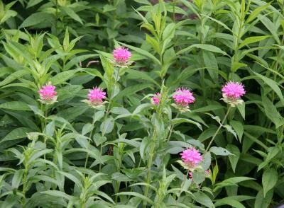 Bee Balm