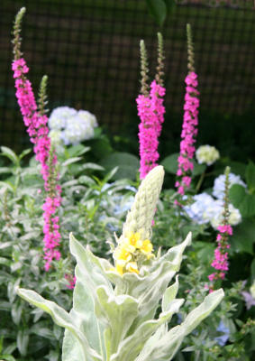 Verbascum, Loosestrife & Hydrangea