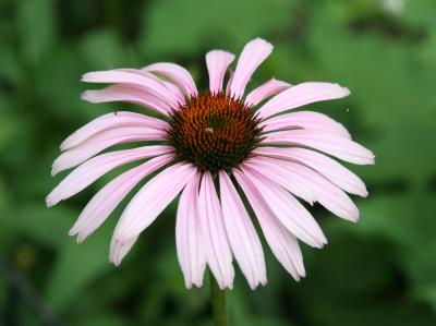 Echinacea