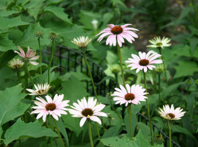 Echinacea