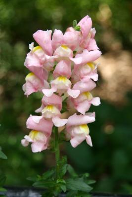 Snapdragons