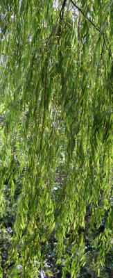 Willow Tree Curtain