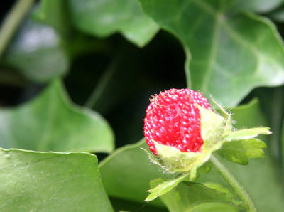Wild Strawberry in an Ivy Patch