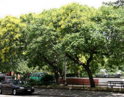 Golden Rain Trees at the Bocce Ball Court