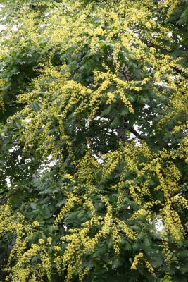 Golden  Rain Tree Blossoms