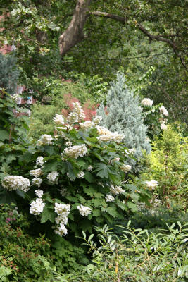 Garden Area - Hydrangea Bush in Bloom