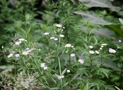 Camomile Asters