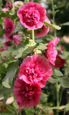 Hollyhocks