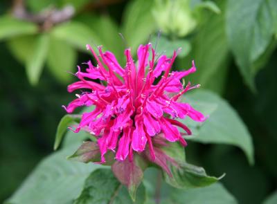 Bee Balm