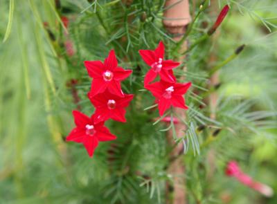 Ipomea quamoclit or Red Cypress Vine