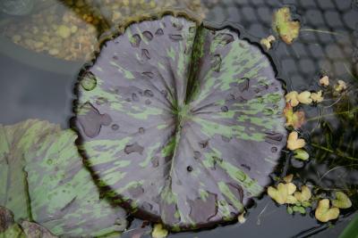 Water Lily Pad