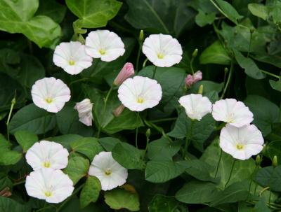 Morning Glories in Ivy