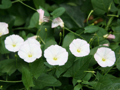 Morning Glories in Ivy