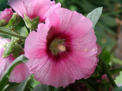 Hollyhocks