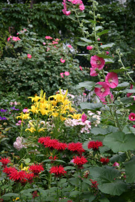 Yellow Lilies, Hollyhocks, Red Bee Balm & Roses