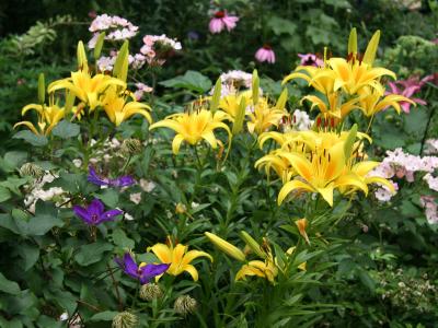 Yellow Lilies