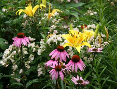 Echinacea, Lilies & Roses