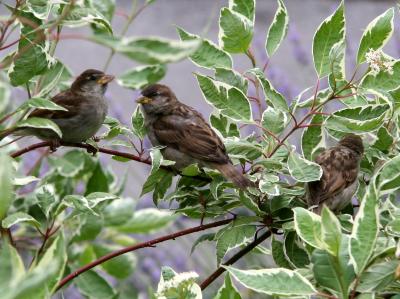 Three Sparrows in a Dogwood Bush