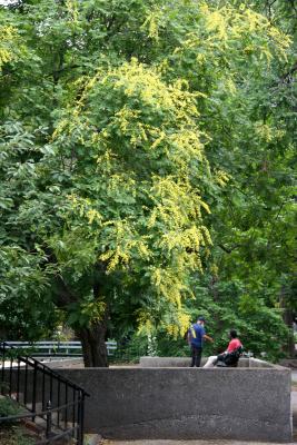 Golden Rain Tree by the Bocce Ball Court