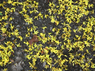 Fallen Golden Rain Tree Blossoms