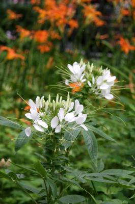 Cleome & Day Lilies