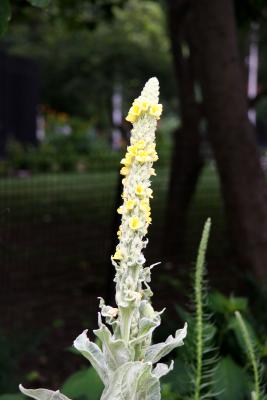 Verbascum